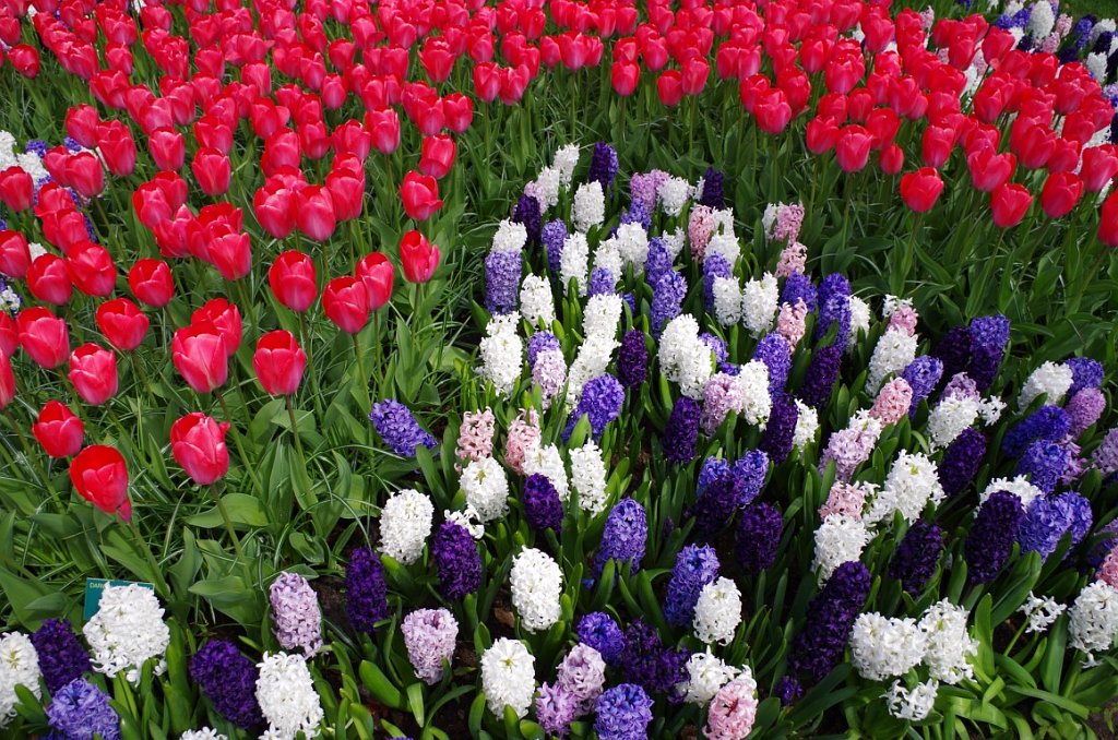 2017_0422_051925.JPG - Keukenhof Lisse