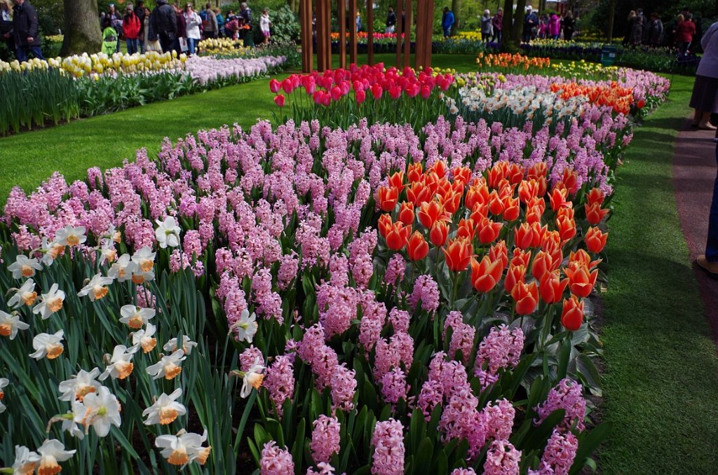 2017_0422_052000.JPG - Keukenhof Lisse