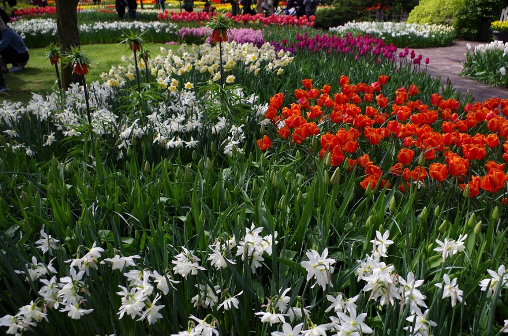 2017_0422_052057.JPG - Keukenhof Lisse