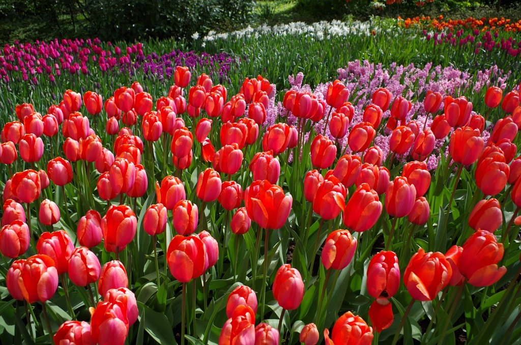 2017_0422_052153.JPG - Keukenhof Lisse