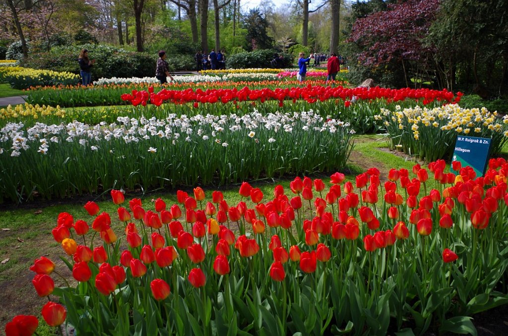 2017_0422_052355.JPG - Keukenhof Lisse