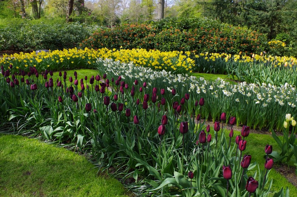 2017_0422_052442.JPG - Keukenhof Lisse