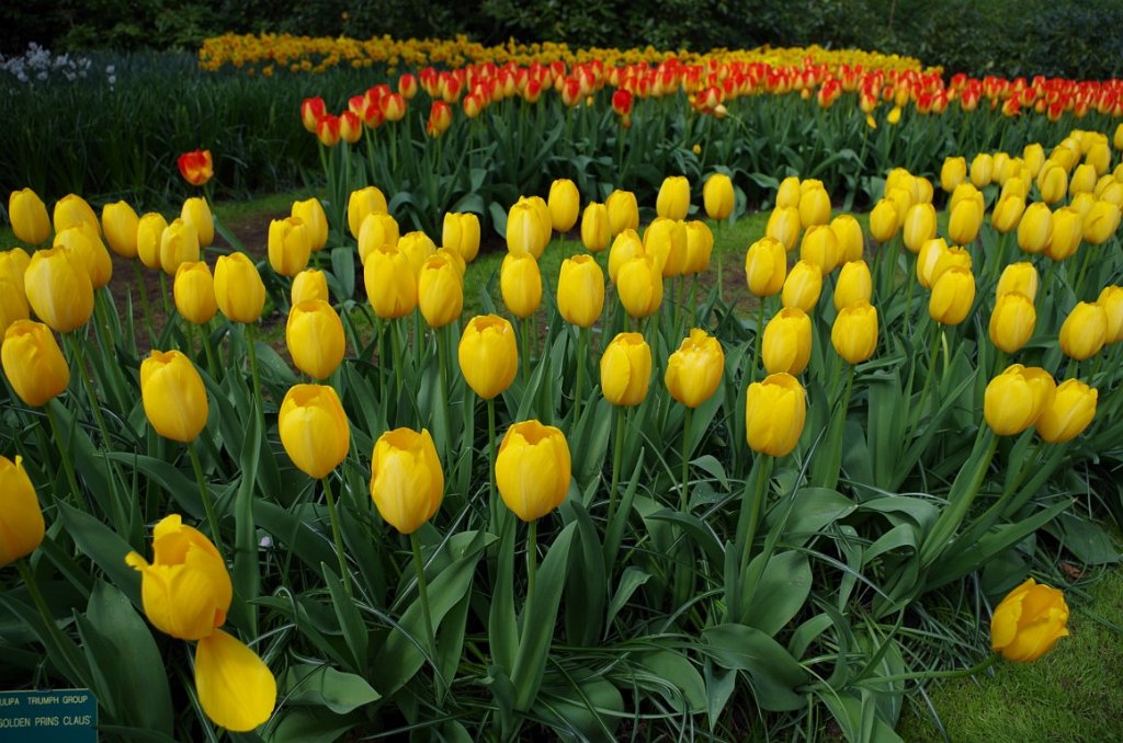 2017_0422_052604.JPG - Keukenhof Lisse