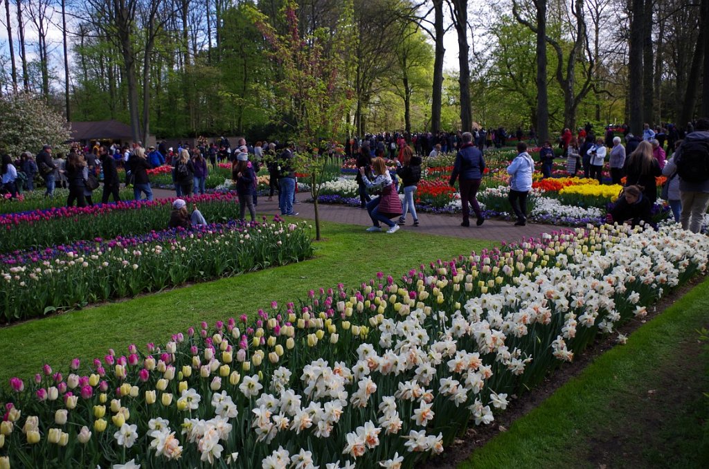 2017_0422_052640.JPG - Keukenhof Lisse