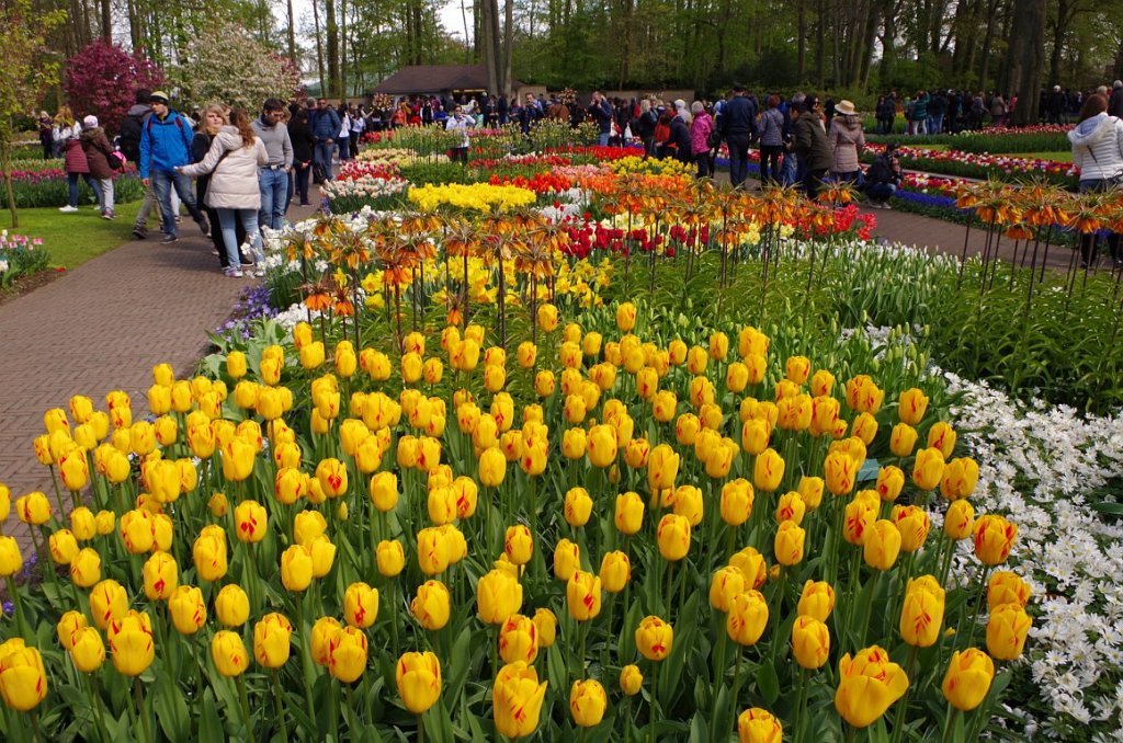 2017_0422_052704.JPG - Keukenhof Lisse