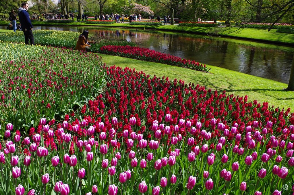 2017_0422_052943.JPG - Keukenhof Lisse