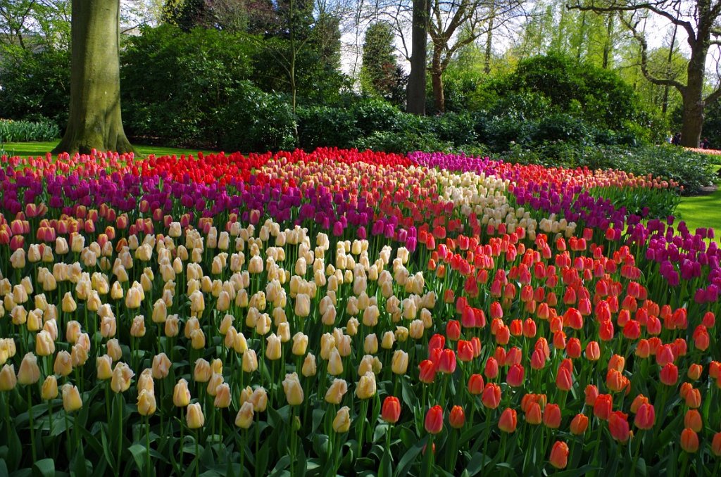 2017_0422_053325.JPG - Keukenhof Lisse