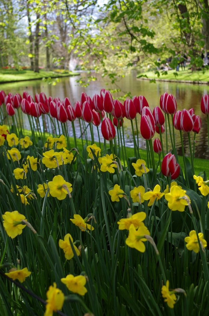 2017_0422_053432.JPG - Keukenhof Lisse