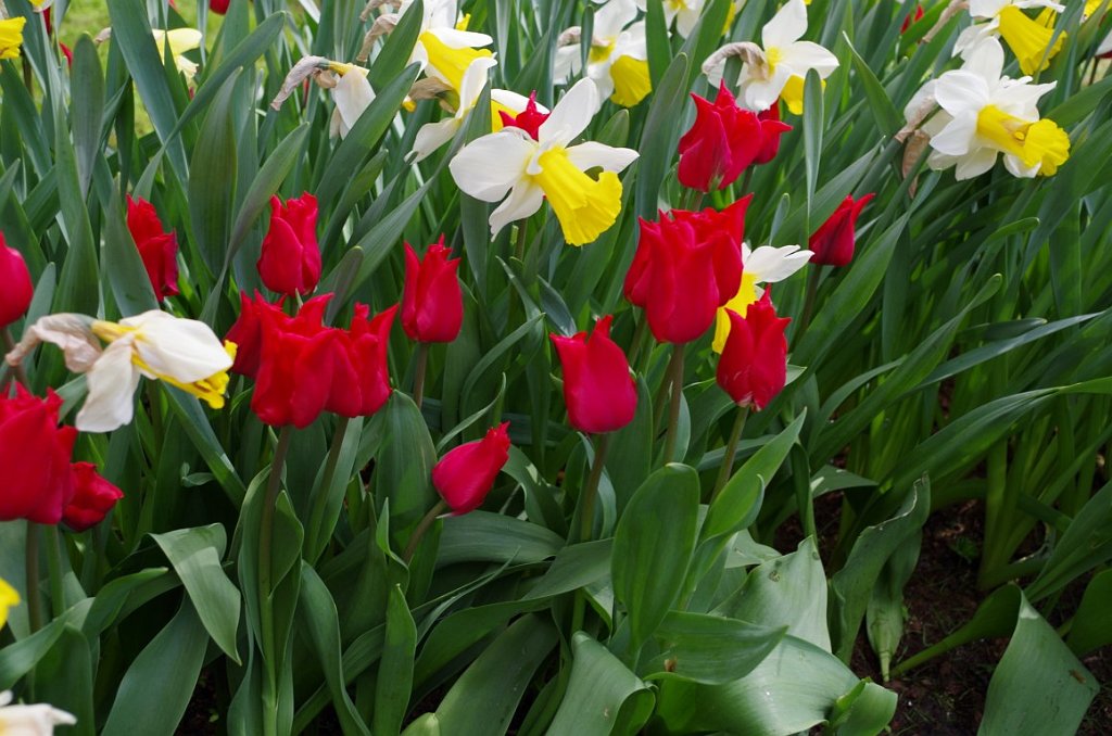 2017_0422_053717.JPG - Keukenhof Lisse