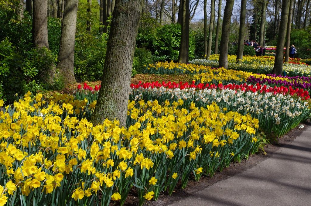 2017_0422_054051.JPG - Keukenhof Lisse