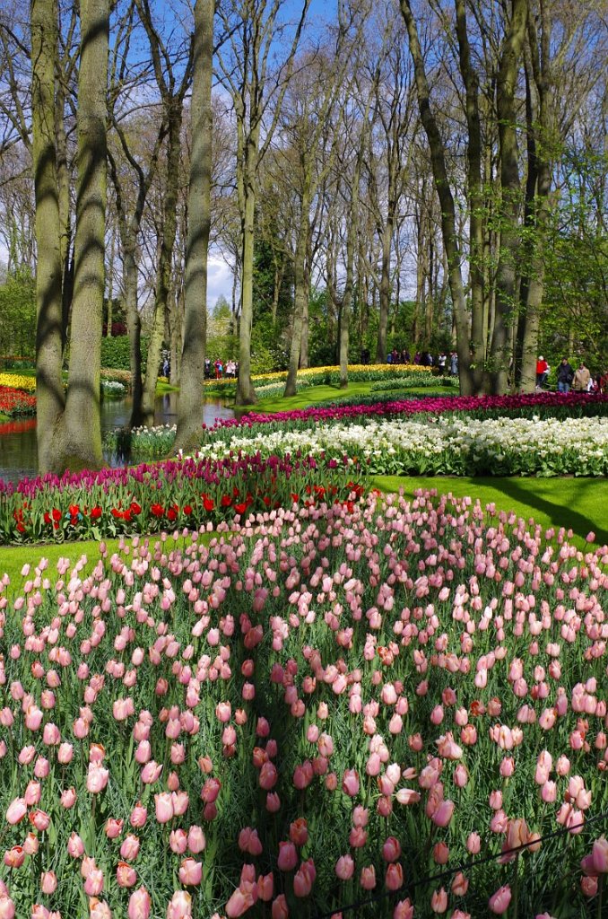 2017_0422_054505.JPG - Keukenhof Lisse