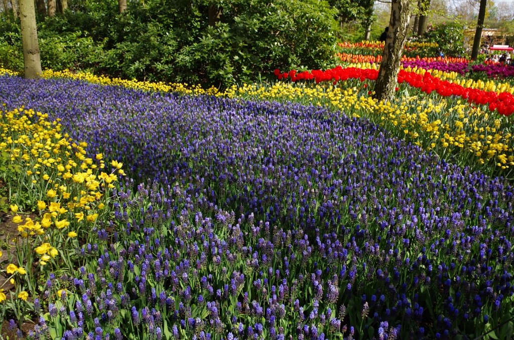 2017_0422_054542.JPG - Keukenhof Lisse