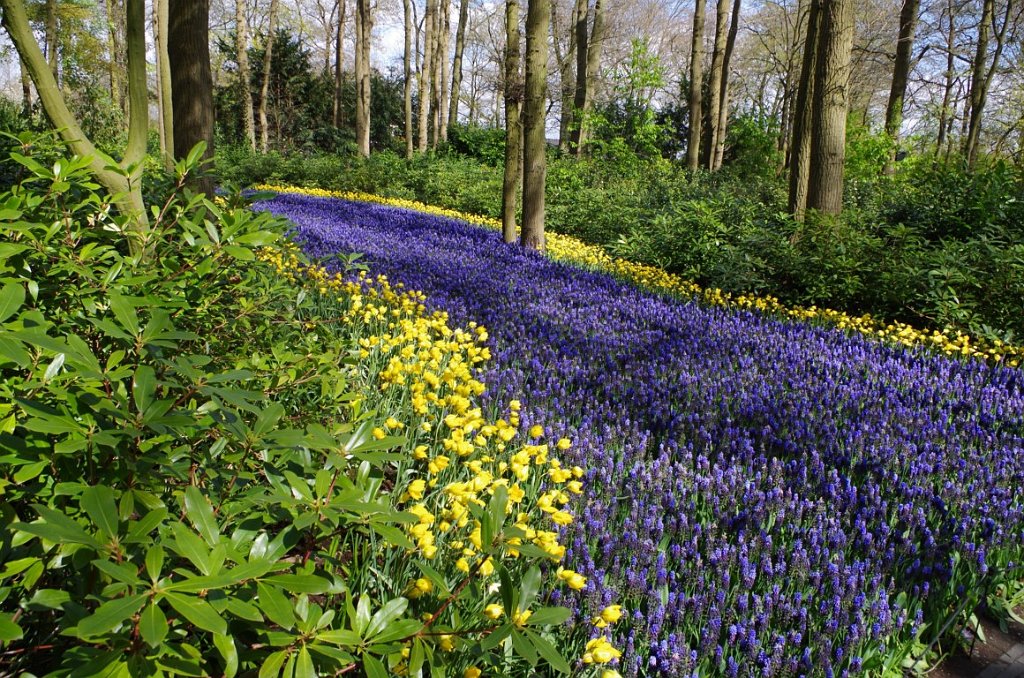 2017_0422_054654.JPG - Keukenhof Lisse