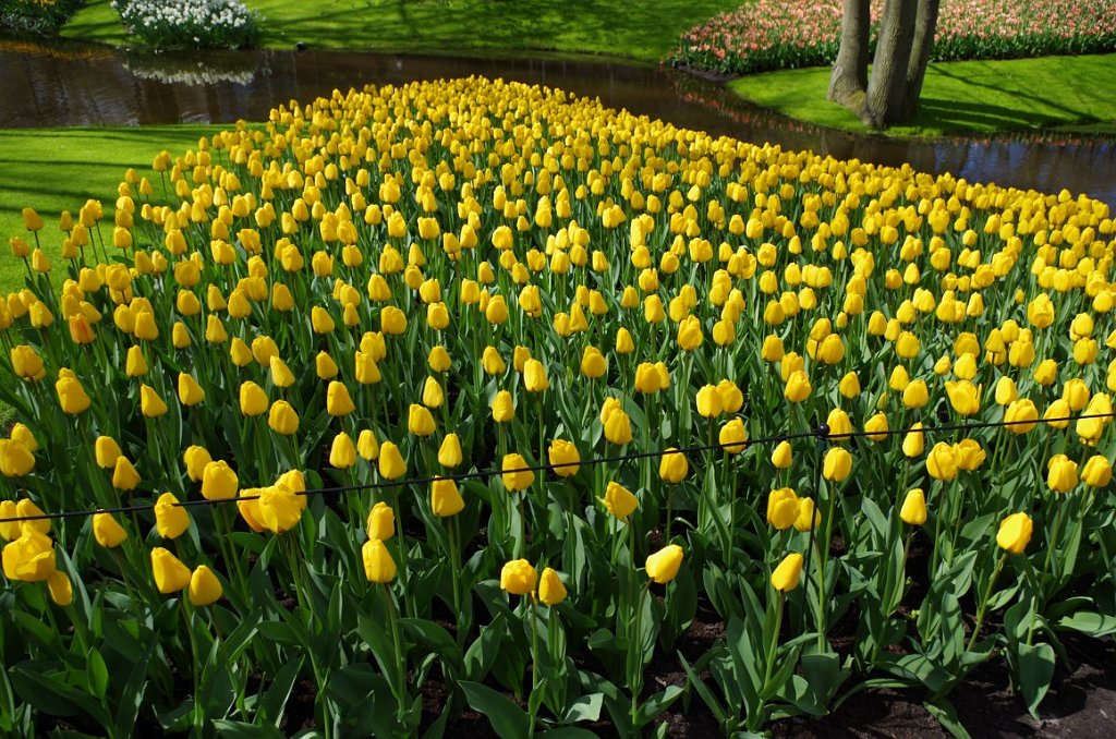 2017_0422_054740.JPG - Keukenhof Lisse