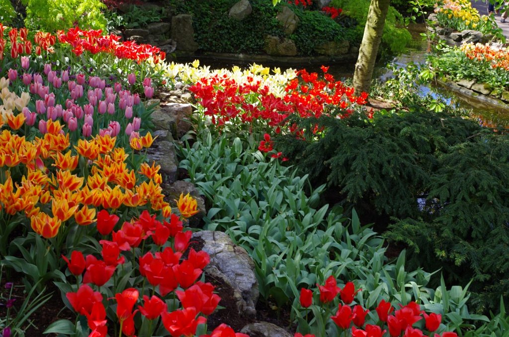 2017_0422_054936.JPG - Keukenhof Lisse