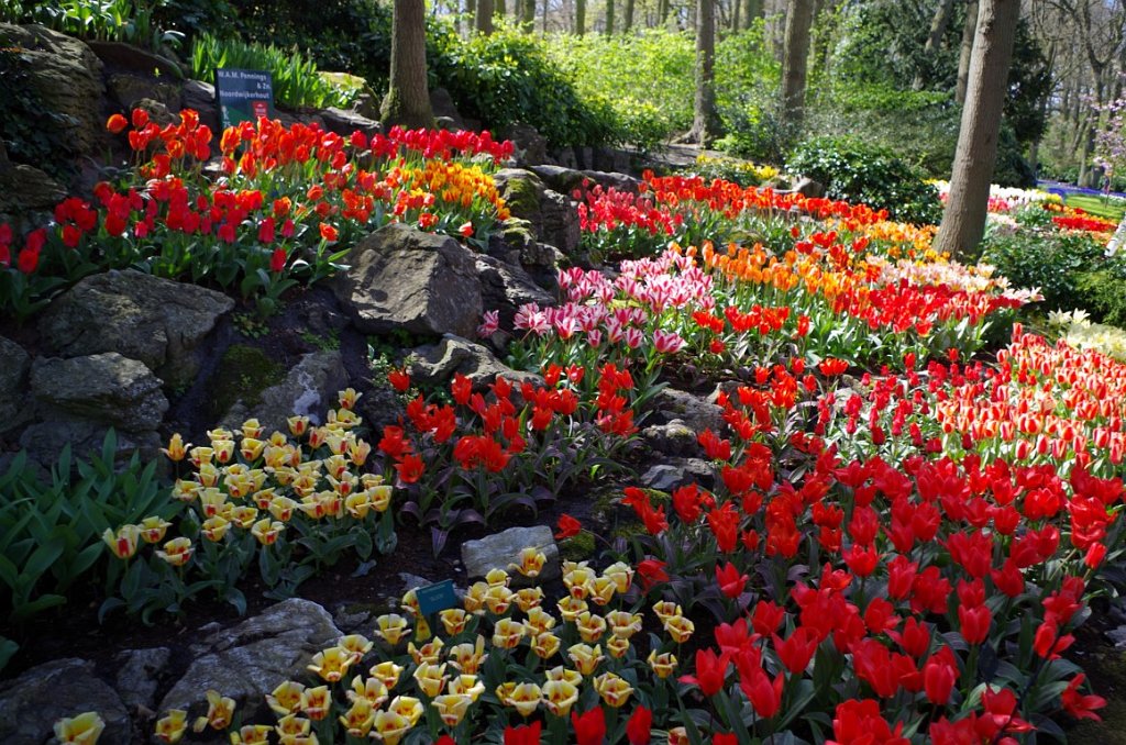 2017_0422_055034.JPG - Keukenhof Lisse