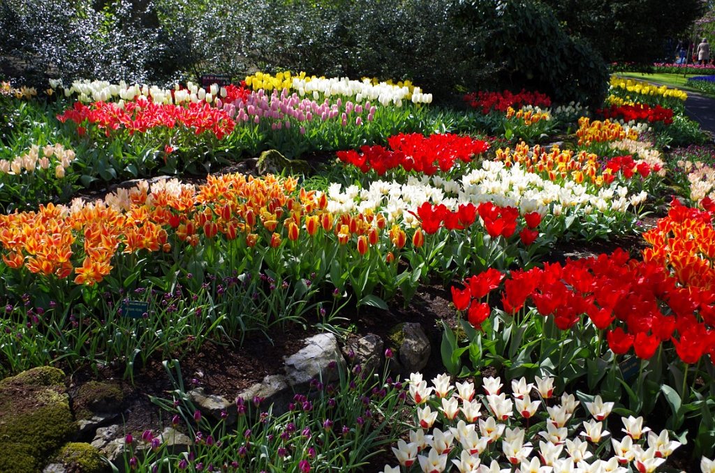 2017_0422_055059.JPG - Keukenhof Lisse