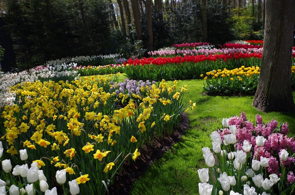 2017_0422_055255.JPG - Keukenhof Lisse