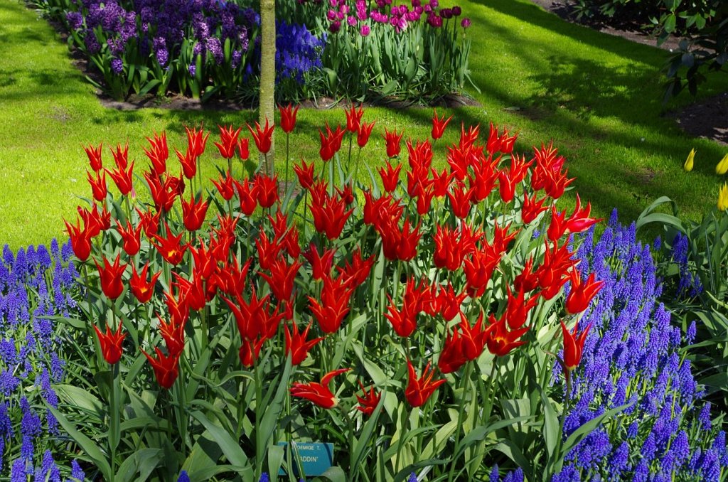 2017_0422_055457.JPG - Keukenhof Lisse