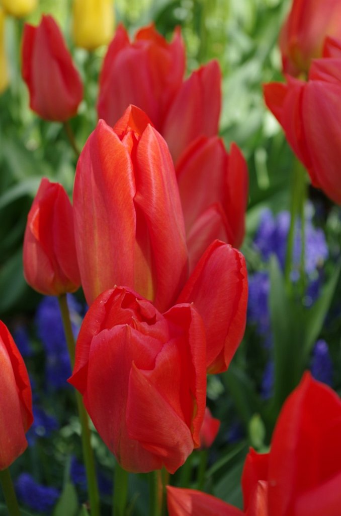 2017_0422_055631.JPG - Keukenhof Lisse