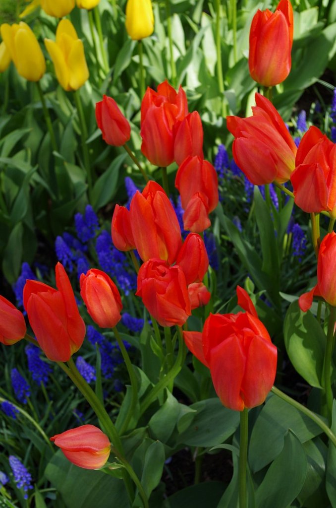 2017_0422_055642.JPG - Keukenhof Lisse