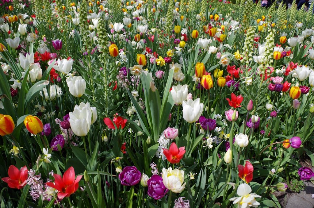 2017_0422_055948.JPG - Keukenhof Lisse