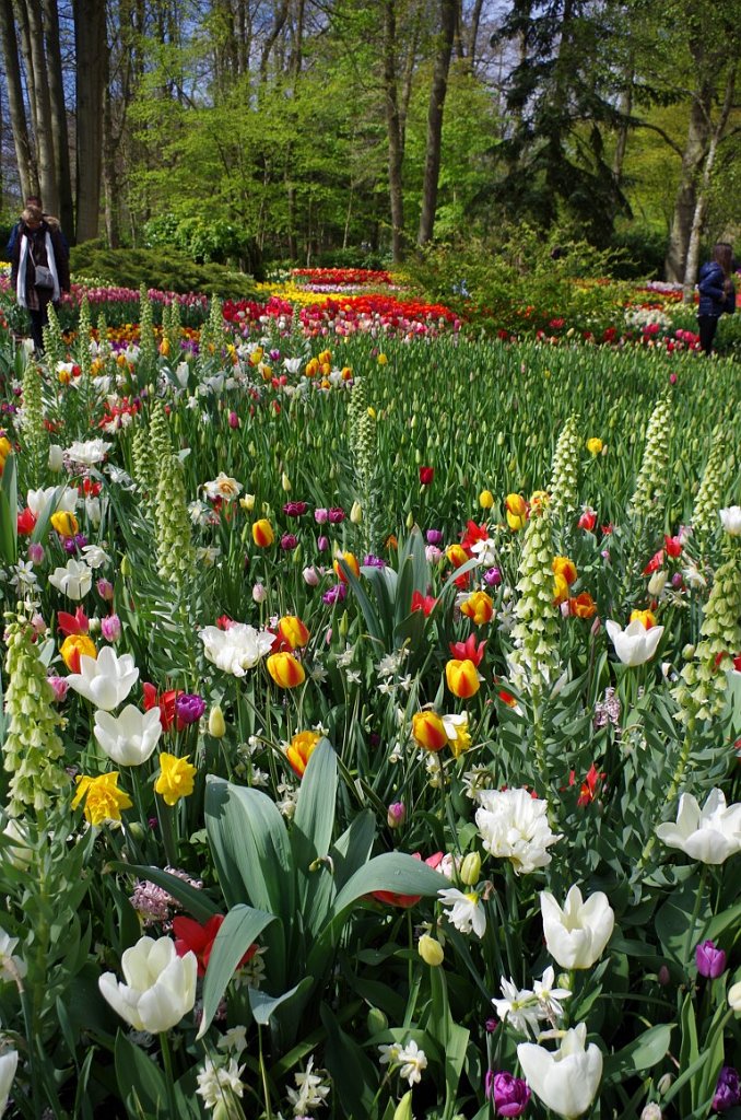 2017_0422_060024.JPG - Keukenhof Lisse