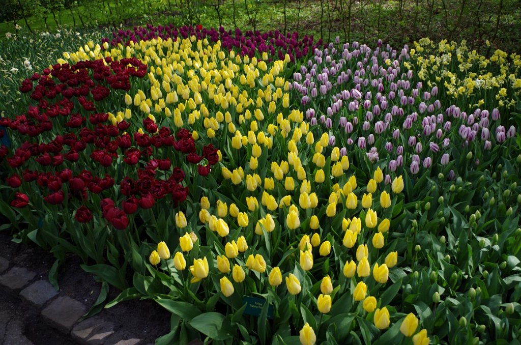 2017_0422_060222.JPG - Keukenhof Lisse