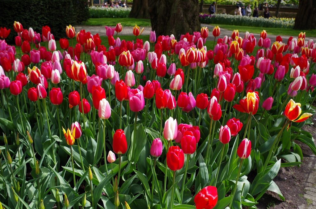 2017_0422_060319.JPG - Keukenhof Lisse