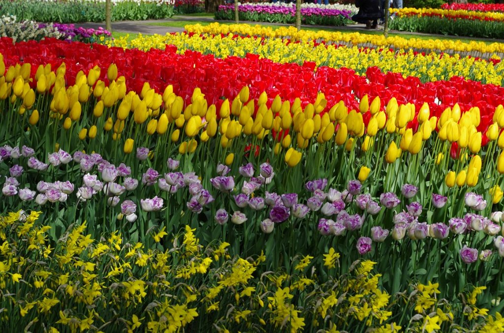 2017_0422_060652.JPG - Keukenhof Lisse