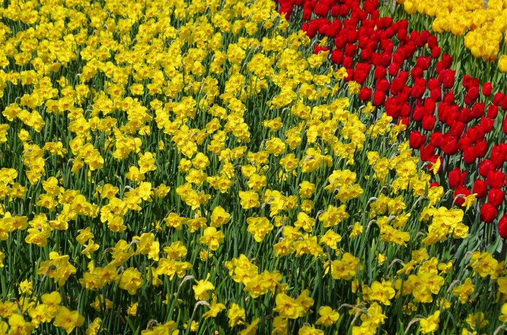 2017_0422_060712.JPG - Keukenhof Lisse