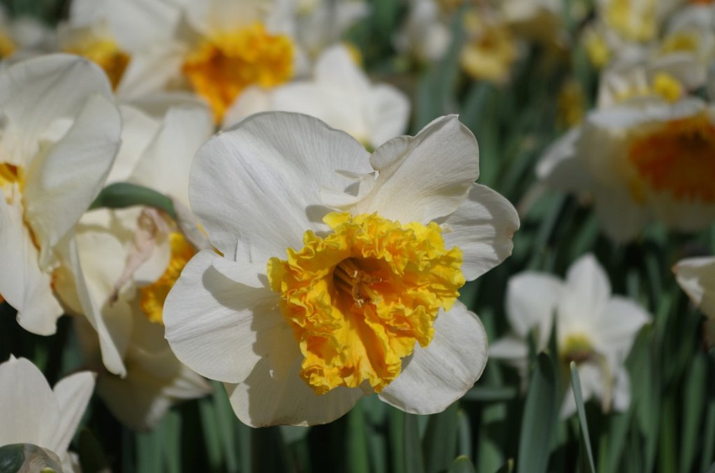 2017_0422_060950.JPG - Keukenhof Lisse