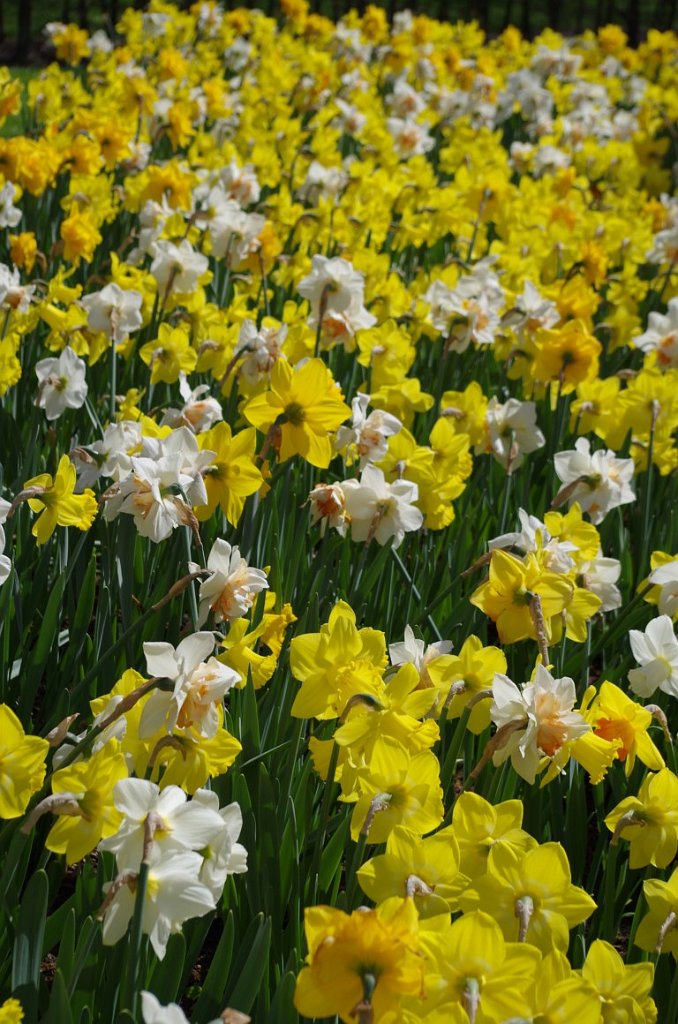 2017_0422_061130.JPG - Keukenhof Lisse