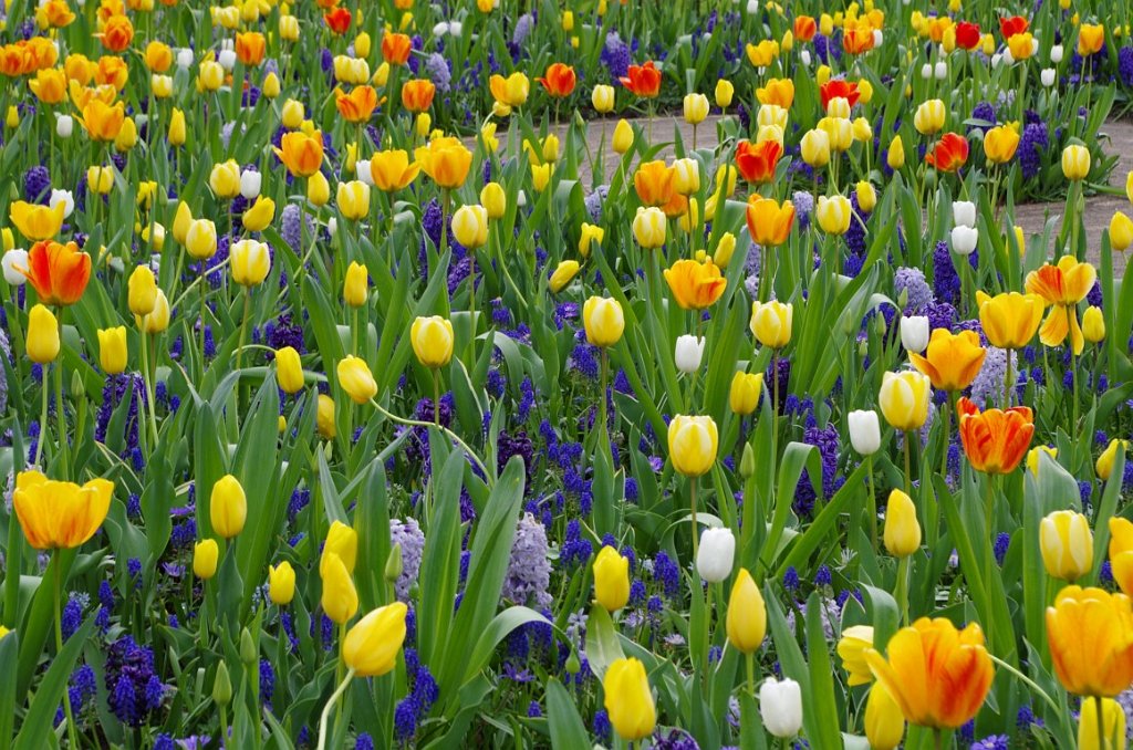 2017_0422_062024.JPG - Keukenhof Lisse