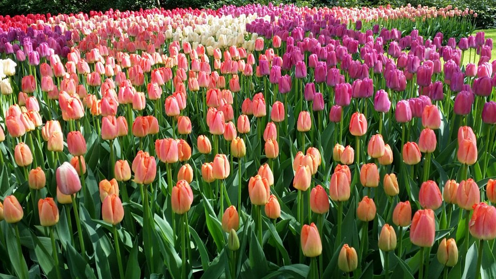 2017_0422_143431.jpg - Keukenhof Lisse