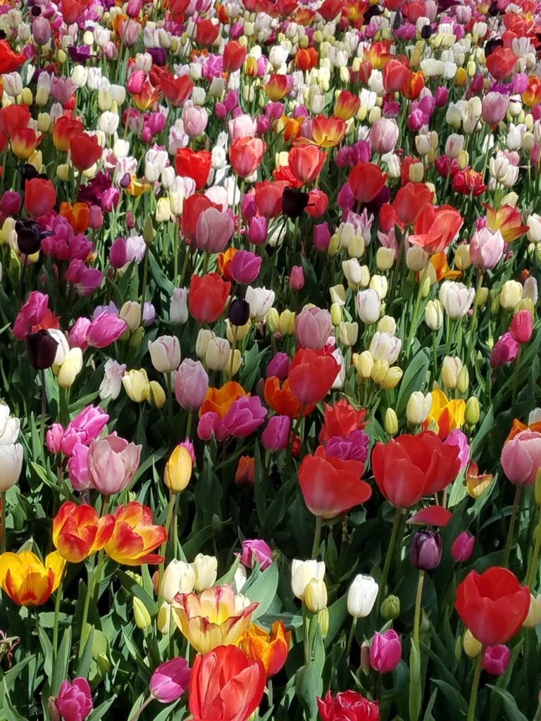 2017_0422_151250.jpg - Keukenhof