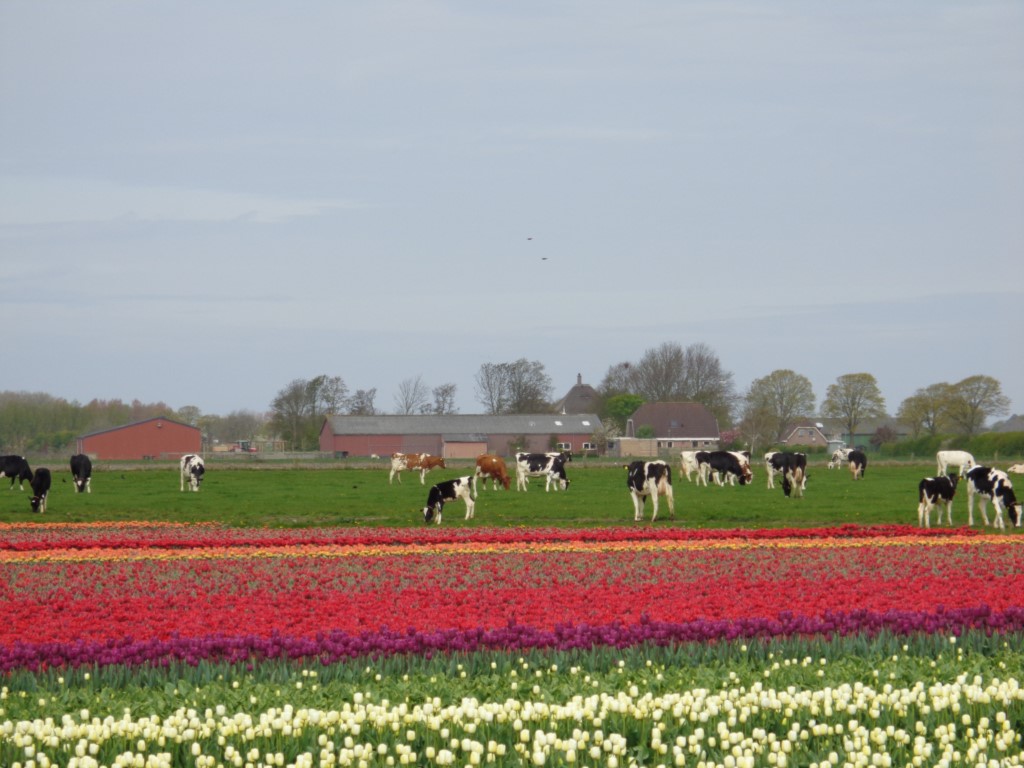 2017_0424_110719.jpg - Warmenhuizen