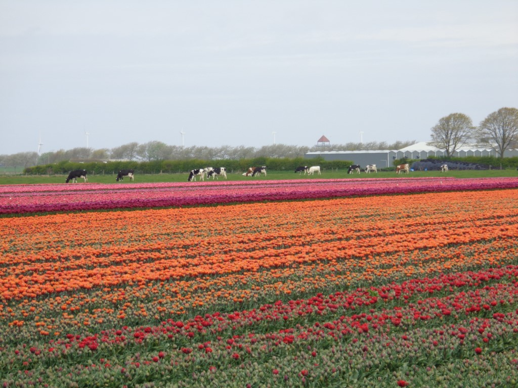 2017_0424_112846.jpg - Warmenhuizen