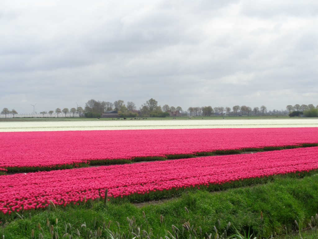 2017_0424_113334.jpg - Warmenhuizen