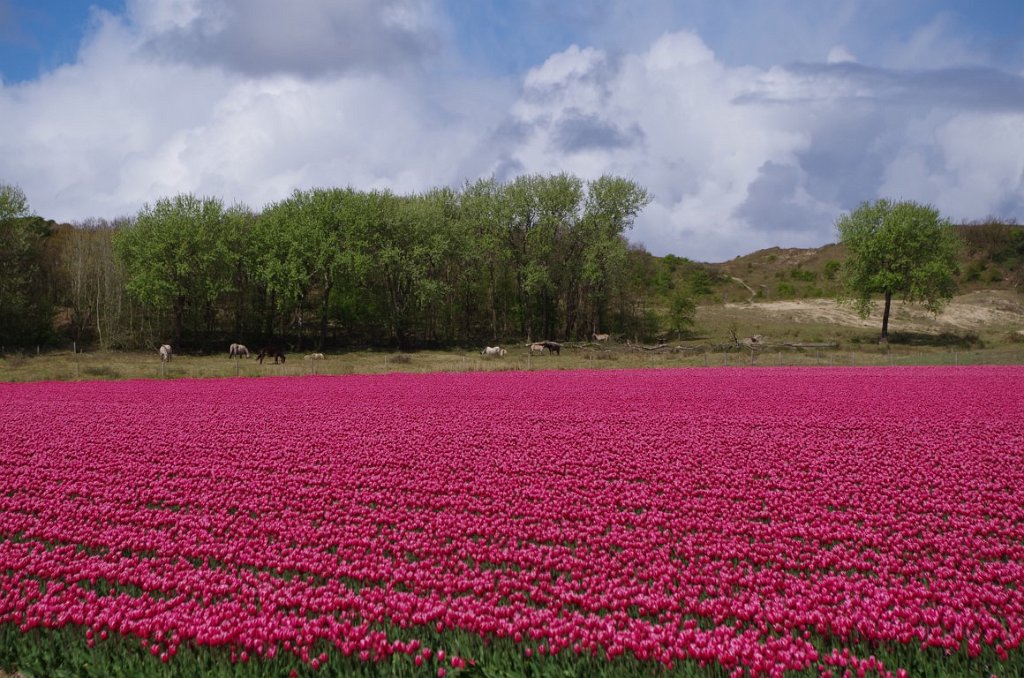 2017_0425_024417.JPG - Egmond aan den Hoef