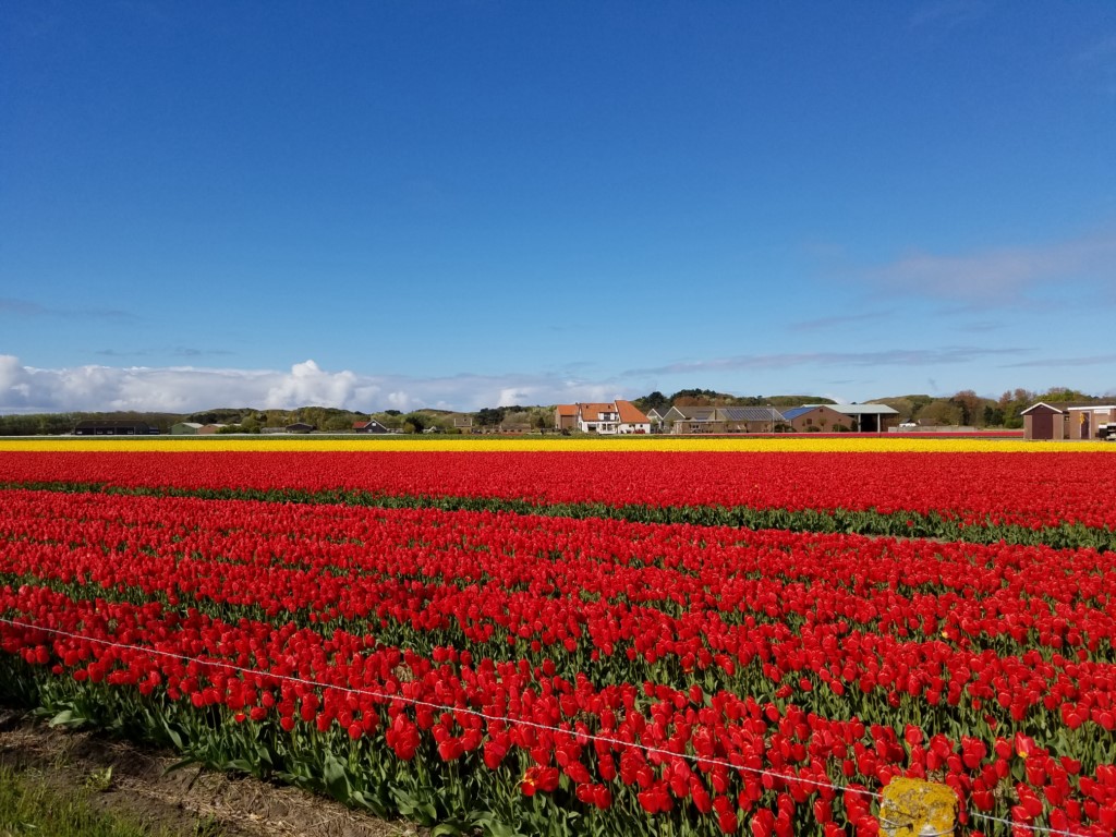 2017_0428_014721.jpg - Egmond aan den Hoef