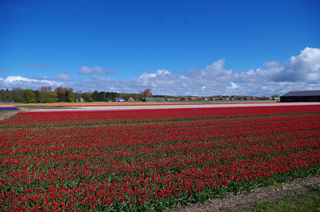 2017_0428_015040.JPG - Egmond aan den Hoef