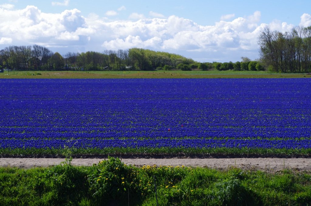 2017_0428_015256.JPG - Egmond aan den Hoef