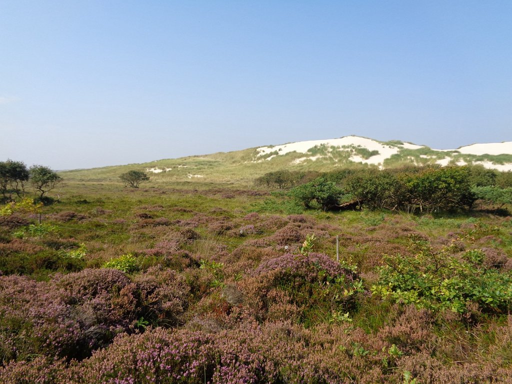 2017_0829_111252.JPG - Schoorlse duinen