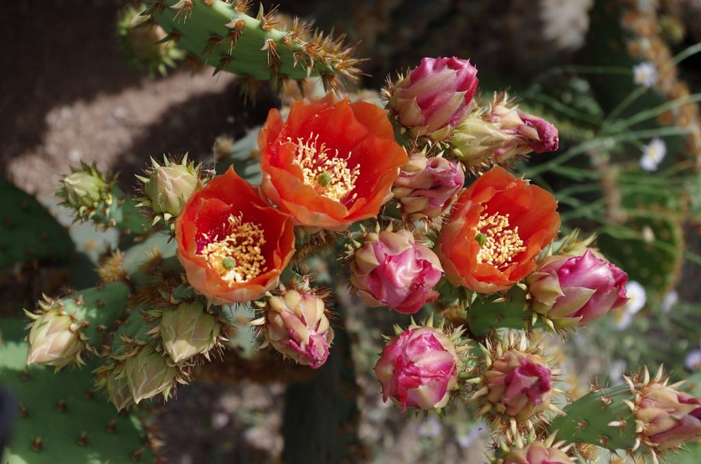 2017_0409_103049.JPG - Desert Botanical Garden