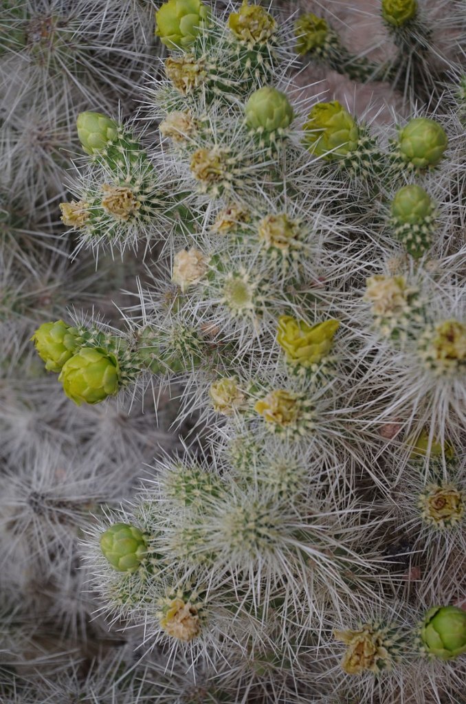 2017_0409_103826.JPG - Desert Botanical Garden