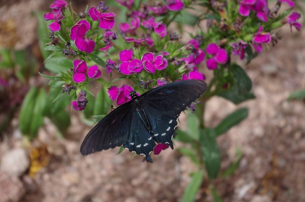 2017_0409_104612.JPG - Desert Botanical Garden