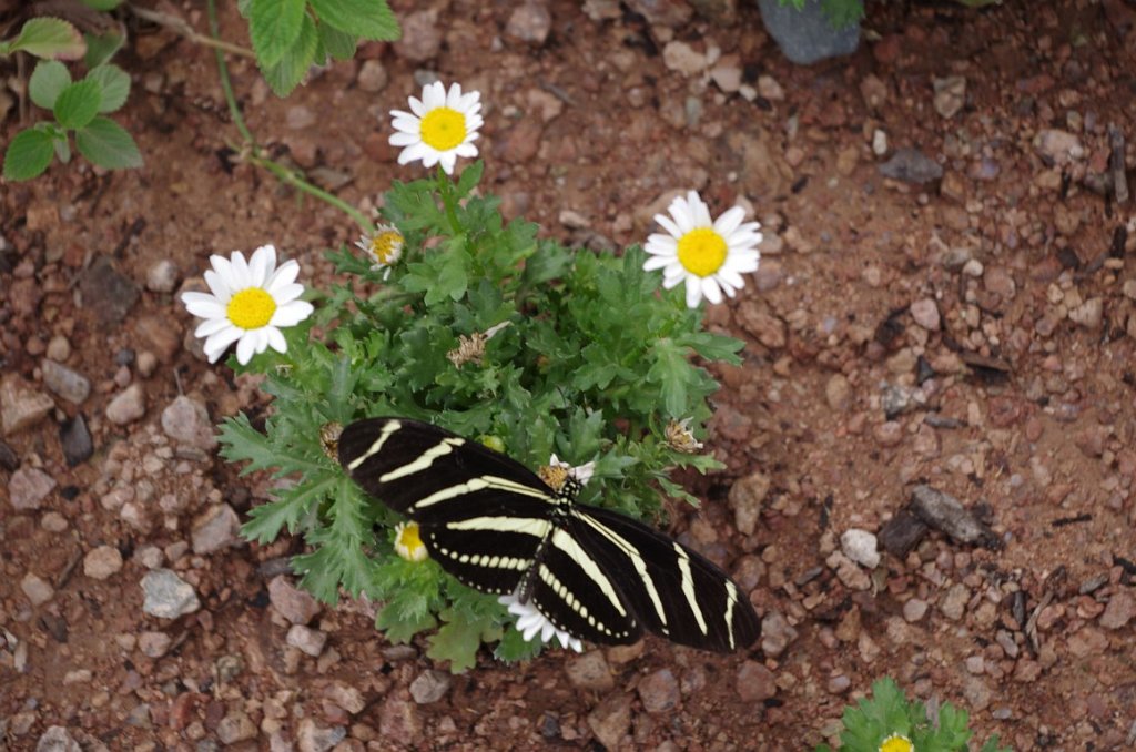 2017_0409_104740.JPG - Desert Botanical Garden