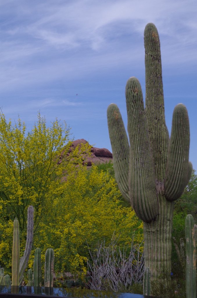 2017_0409_111618.JPG - Desert Botanical Garden