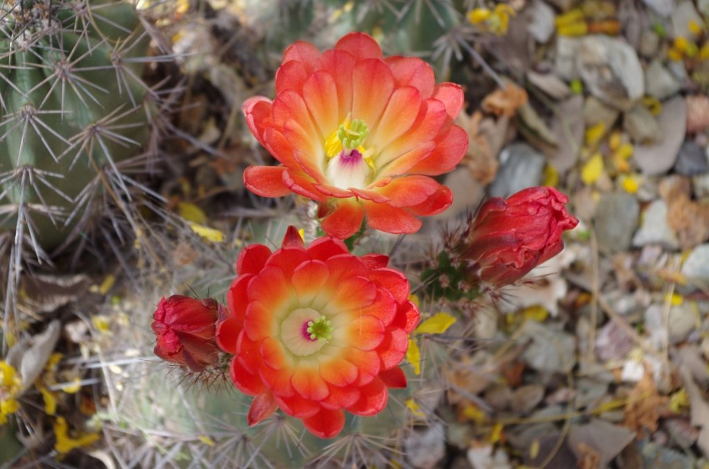 2017_0409_112754.JPG - Desert Botanical Garden